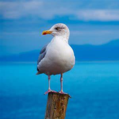 Seagull